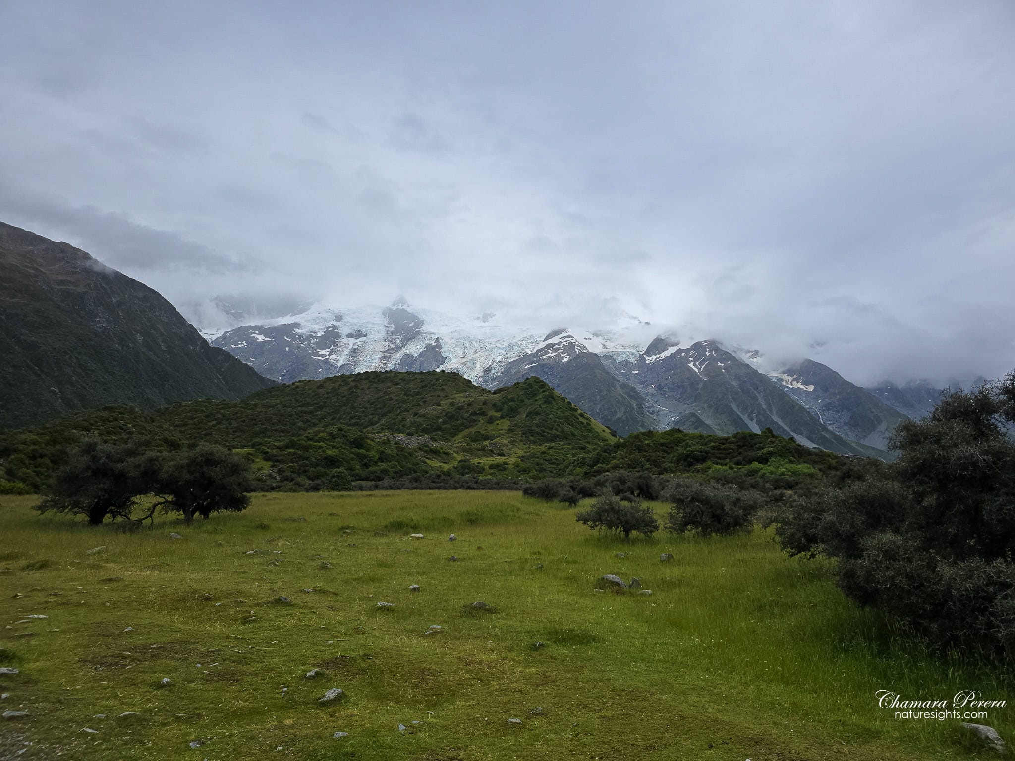 tussock flat meadow with Mueller Glacier behind Hooker Valley New Zealand