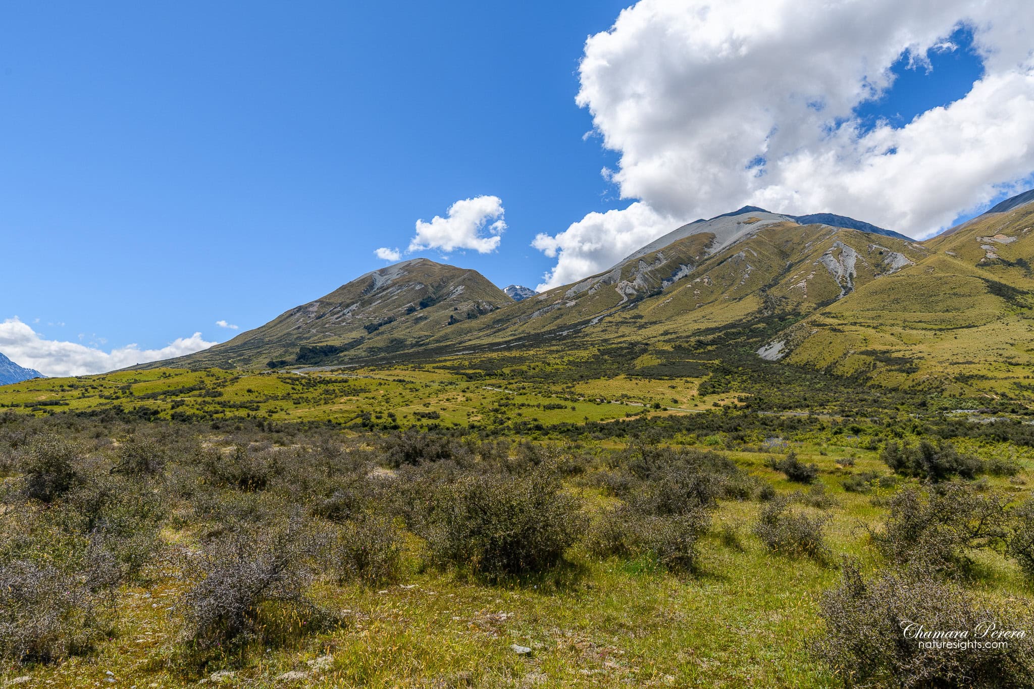 Tussock hills Hakatere Conservation Park Canterbury New Zealand